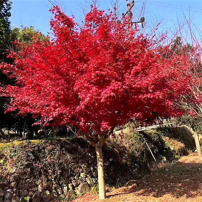 正宗日本红舞姬四季红大树美国红枫盆栽风景树苗庭院别墅耐寒植物