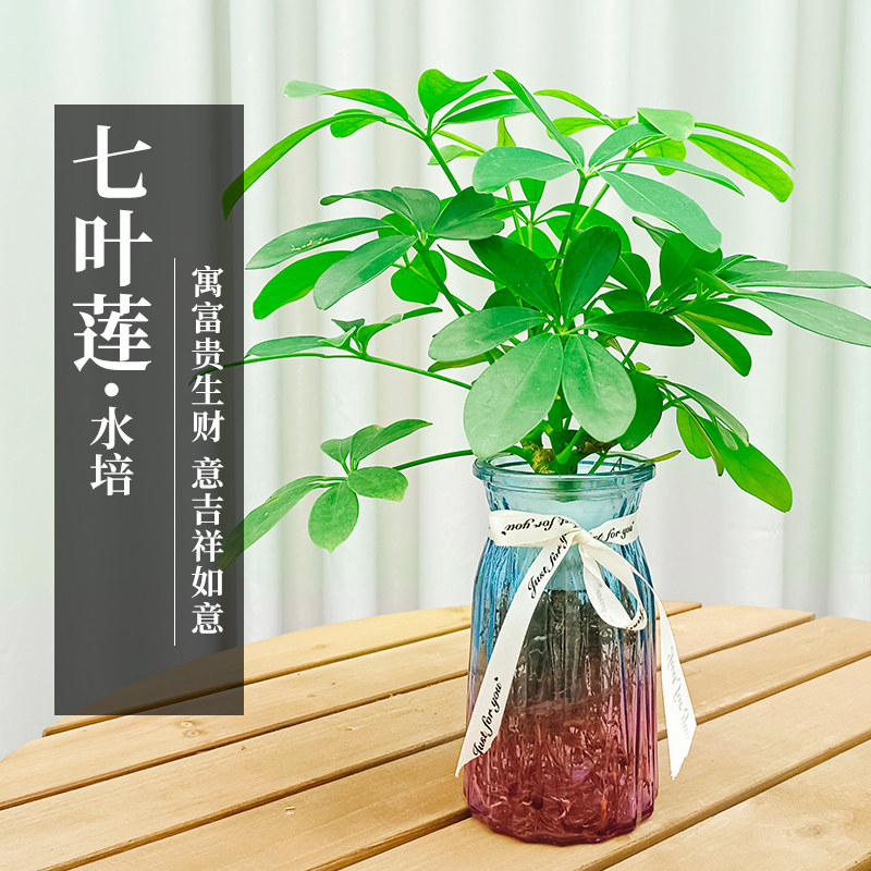 保真速发水培七叶莲盆p栽鸭脚木绿植物鹅掌柴摇钱树水养小盆景招