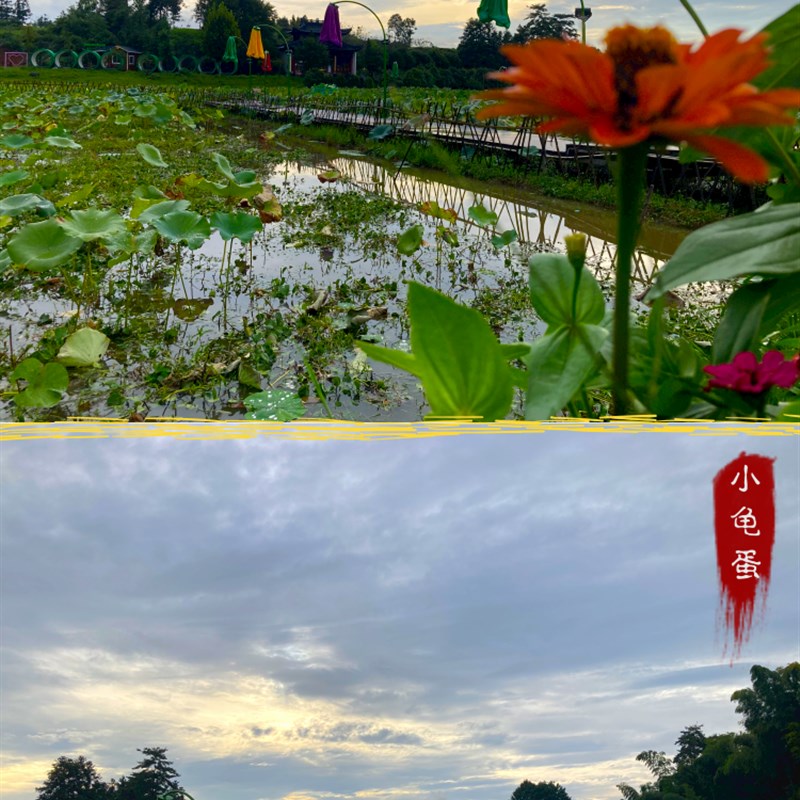 养龟塘泥河塘泥 淤泥 荷塘泥养龟泥乌龟冬眠泥水生植物营养土湿泥