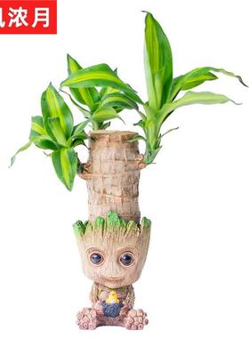 巴西木幸运木花盆室内办公室桌面盆栽格鲁特小树T人水培懒人植物