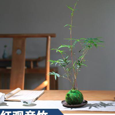 现货速发水培苔藓球植物红竹苔玉竹子球型办公桌水培绿植四季常青