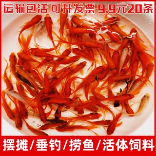 草金淡水好养耐活冷水鱼活体观赏鱼苗小型鱼锦鲤饲料鱼小金鱼活鱼