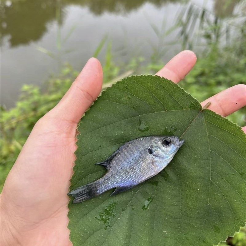速发蓝鳃太阳鱼凶猛原生鱼冷水鱼观赏鱼金鱼活体鱼苗鲈鱼大型淡水
