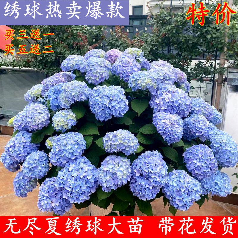 绣球花盆栽无g尽夏绣球八仙花苗地栽庭院大苗四季耐寒花卉