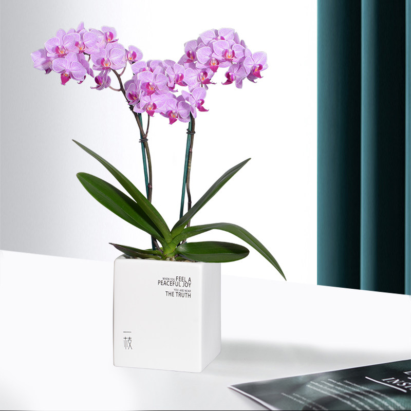 一枝蝴蝶兰圣地亚哥盆栽r带花真兰花易养活鲜花乔迁礼品室内花卉