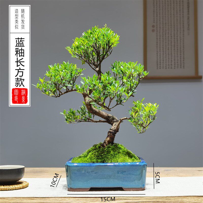 小叶榕树盆景老桩造型办公室内客厅大型绿植桌面盆栽庭院阳台植物