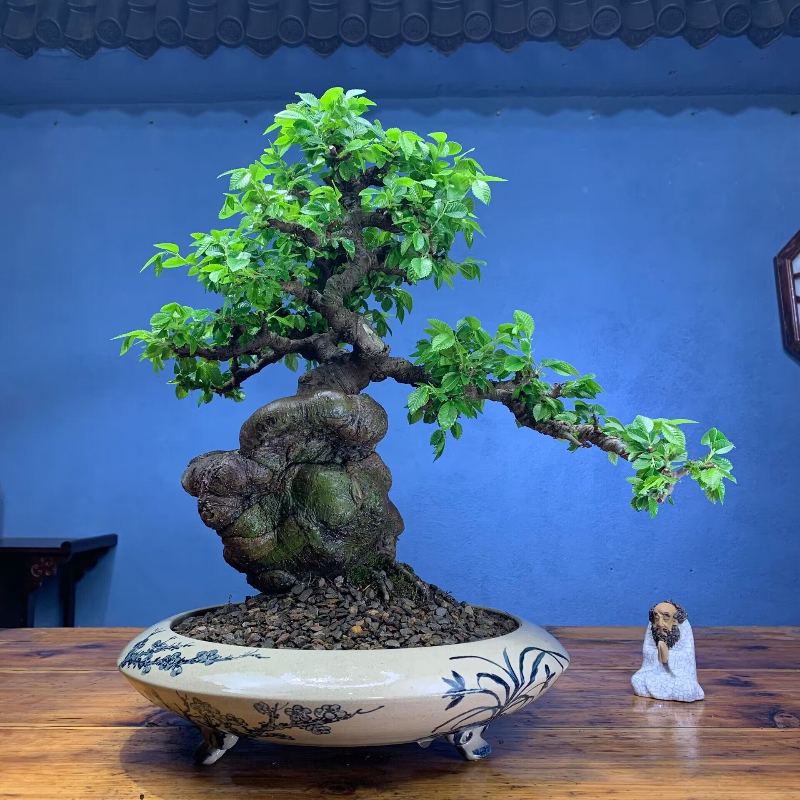 老桩小叶榔榆怪桩矮霸榆树老桩坨坨一物一拍榆树盆景种好带盆包邮