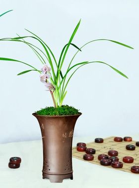 厂促云南莲浓瓣兰花荷之冠香花卉盆景盆栽苞土绿兰带草植植物花名
