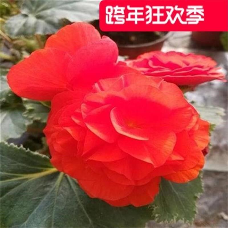 夫妻海棠花大花 重瓣大花 小苗发货 盆栽花卉 球根海棠