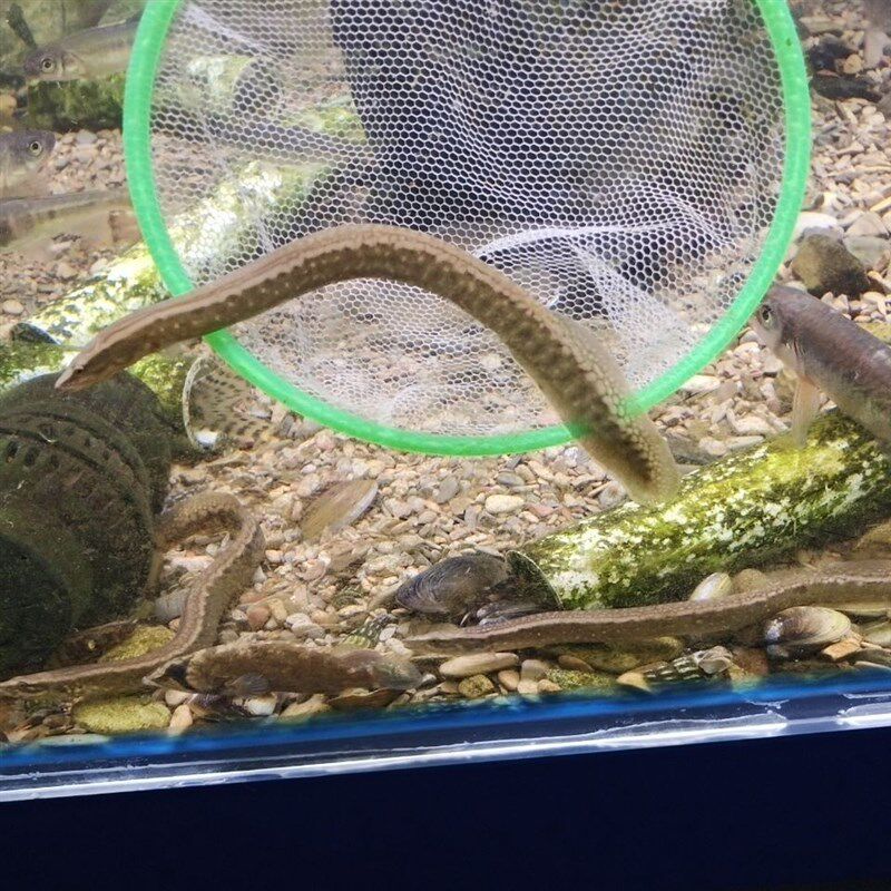 刺鳅鱼苗刀鳅猪麻锯水花鳊鱼中华淡水秋h刀鱼苗万鳅养殖食用冷水