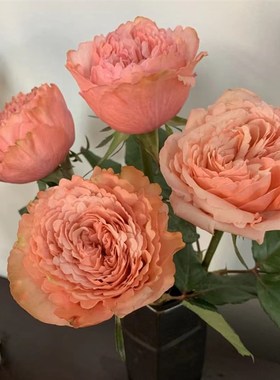 方可桃 新品复古切花绿植花卉盆栽月季花苗庭院阳台盆栽