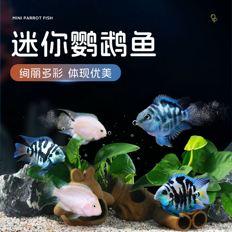 速发迷你鹦鹉鱼苗观赏鱼热带鱼小型淡水观赏耐活冷水鹦鹉鱼种鱼可