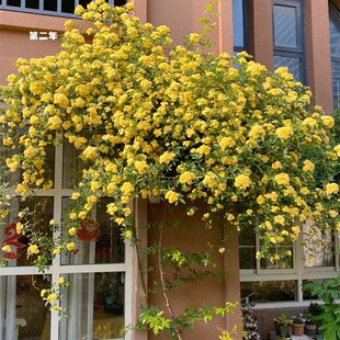 黄木香花爬藤开花庭院耐热耐寒植物墙白木香藤本花卉别墅拱门花架