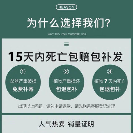 九里香水培植物盆栽四季开花卉七里香千里眼树苗老桩室内易活