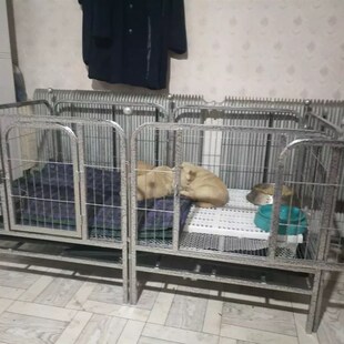 狗笼子190cm长加粗狗狗大跑床跑笼宠物方管笼大型笼展示笼观赏笼