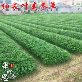 细叶麦冬草苗四季 常绿o植物小区工程绿化庭院沿阶草耐阴苗木麦冬