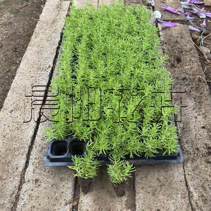 佛甲草盆栽花园庭院屋顶地栽绿化苗金叶草皮盆景多年生地被植物