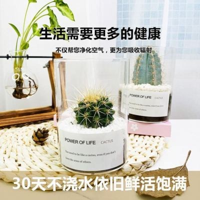 极速办公室绿植桌面芦荟盆景多肉植物新手仙人掌肉肉摆件盆栽卧室