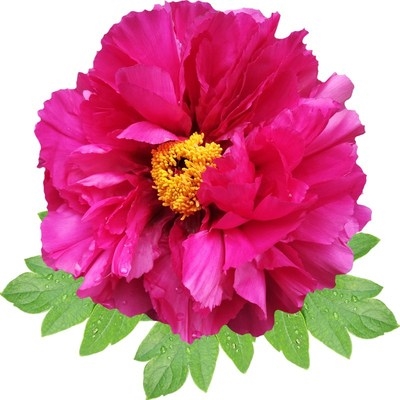 速发Peony potted peony Four Seasons authentic grafting outdo