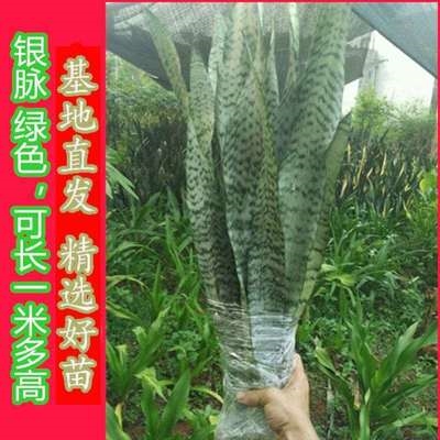 现货金边虎皮兰大盆n栽盆栽花卉植物室内好养大大型客厅植物专用