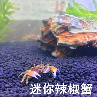 急速发货小螃蟹鲜活宠物水族淡水观赏蟹深水除藻底栖大型宠物蟹迷