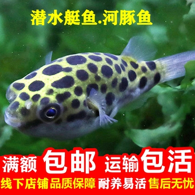 生气的鱼好养热带观赏鱼水族宠物鱼河豚活鱼大型狗头河豚淡水