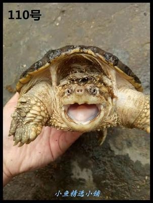 速发鳄龟大鳄巨型食用鳄龟大鳄10斤鳄龟活物大型超大北美鳄龟