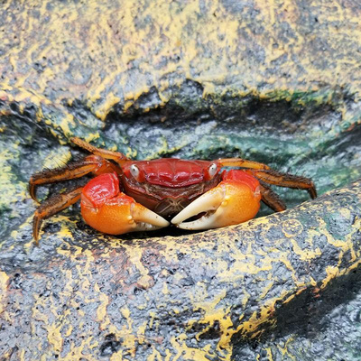 时尚的淡水螃蟹观赏小型小螃蟹辣椒混养家养动物清洁好养水生水族