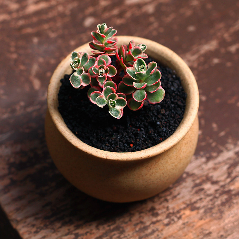 速发多肉植物盆栽 小球玫瑰锦 肉肉花卉盆景办公t室内植物绿植小
