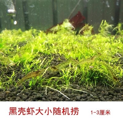 水草缸黑壳虾清洁大o号工具特大鲜活白虾观赏虾微景观绿藻小缸珊