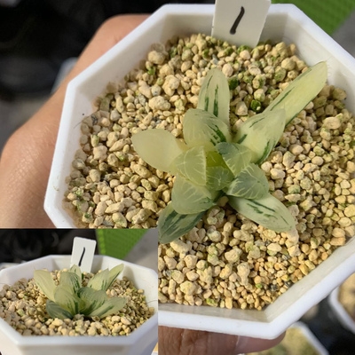 霓虹灯玉露锦多肉植物花卉苏州玉露锦实生锦自然锦一物一拍富强.