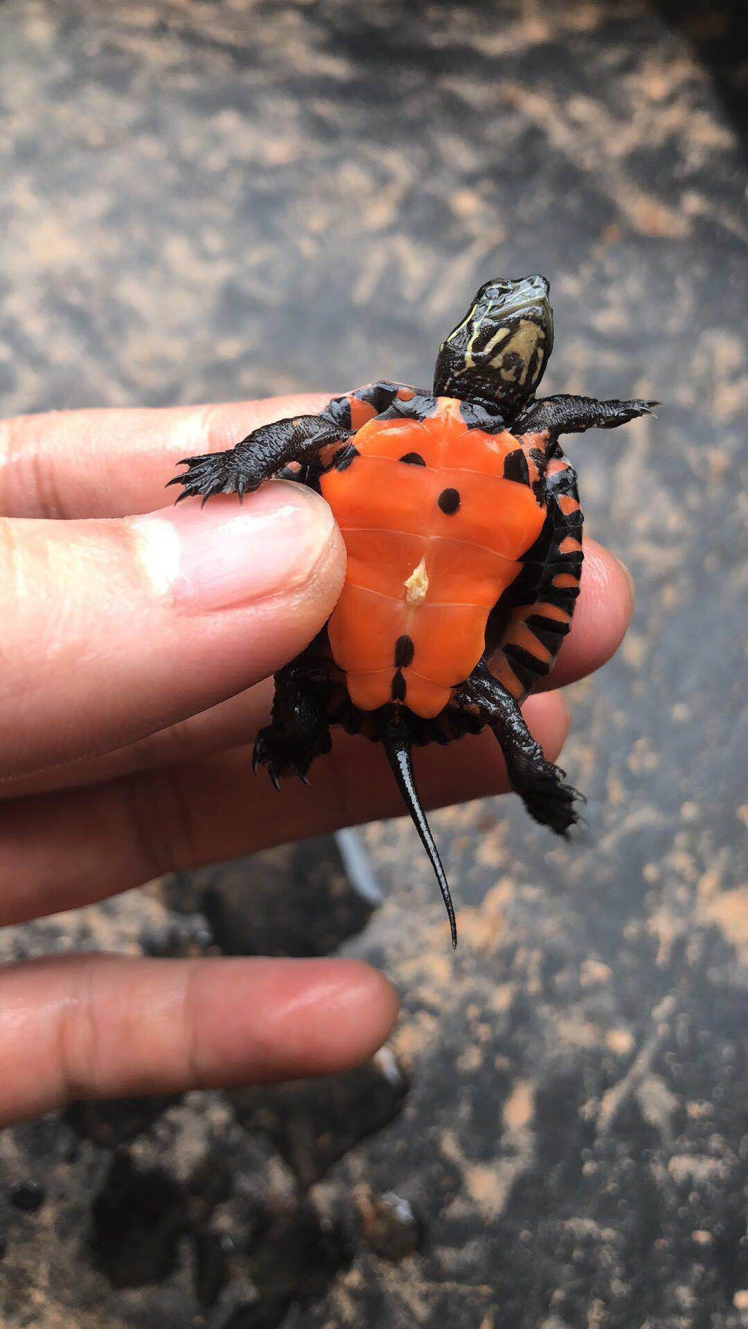 纯种黑颈a苗韶关黑颈苗黑颈龟杂草黑杂一代黑杂二代香龟红底龟观