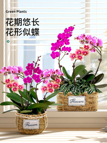 蝴蝶兰盆栽办公室花卉带花带花苞大花大盆客厅室内桌面好养活植物
