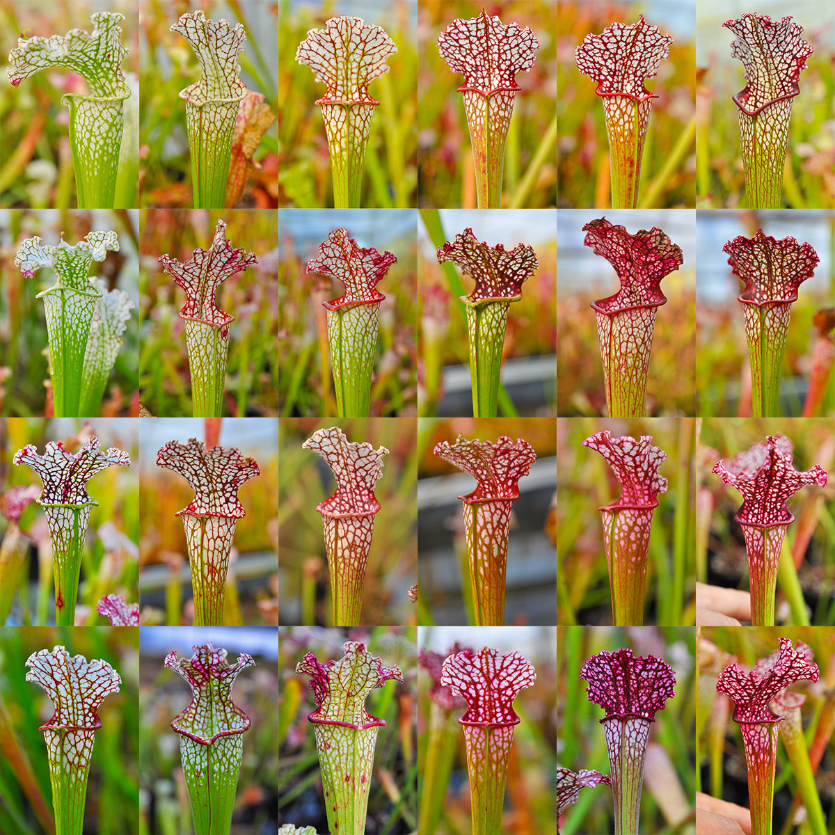 白瓶子草实生系列小虫草堂食虫植物盆栽大型造景奇花异草吃蝇蚊