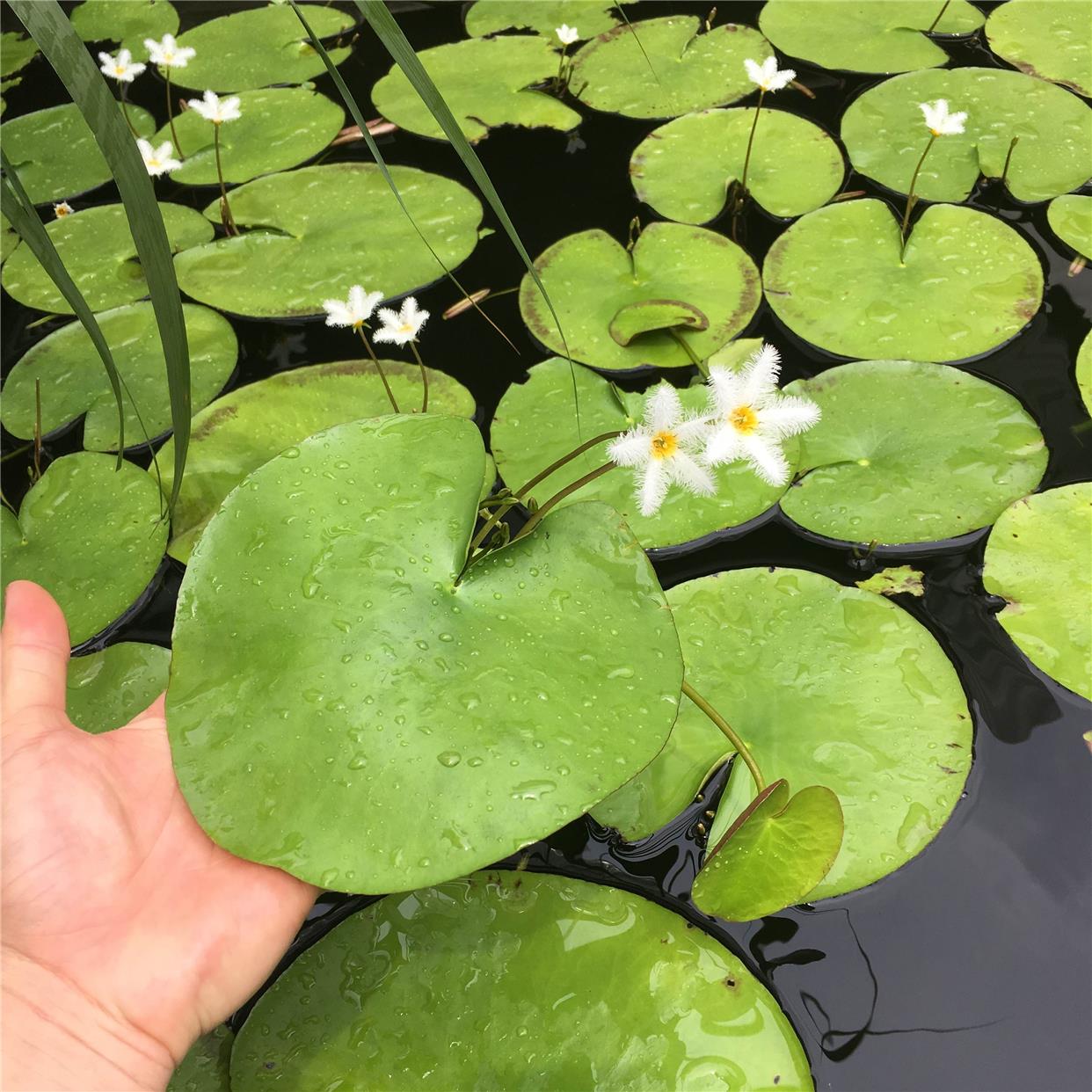 一叶莲浮萍水培植物鱼缸水草造景碗莲睡莲水养生净化水质四季开花