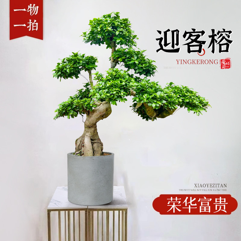 迎客榕金钱榕盆栽室内大型盆景招财金钱树客厅办公室摇钱树发财树