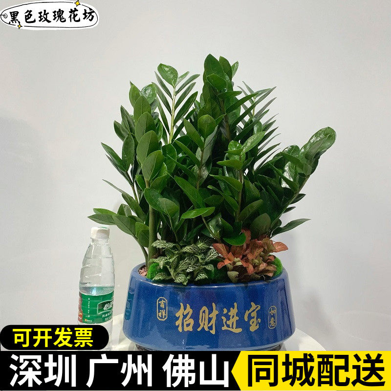 金钱树盆栽客厅办公室招财室内盆景摇钱树桌面好养盆栽净化空气