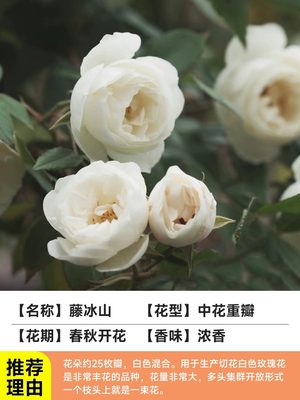 果汁阳台月季花苗灌木大花盆栽室内红果汁阳台多头玫瑰花苗棒棒糖