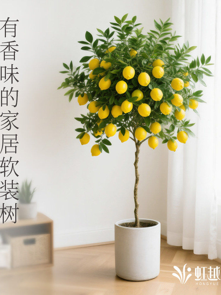 花彩柠檬树棒棒糖客厅绿植室内盆栽四季好养阳台花园景观大型老桩