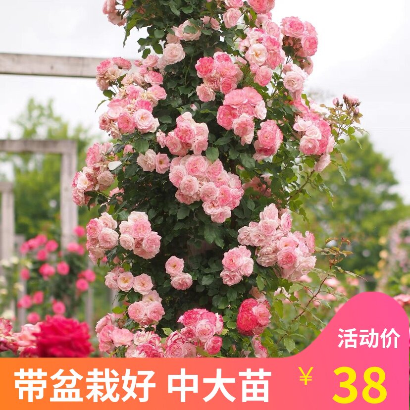 藤本樱霞欧洲藤本月季花苗 庭院爬藤多季开花花量大耐热抗病花卉