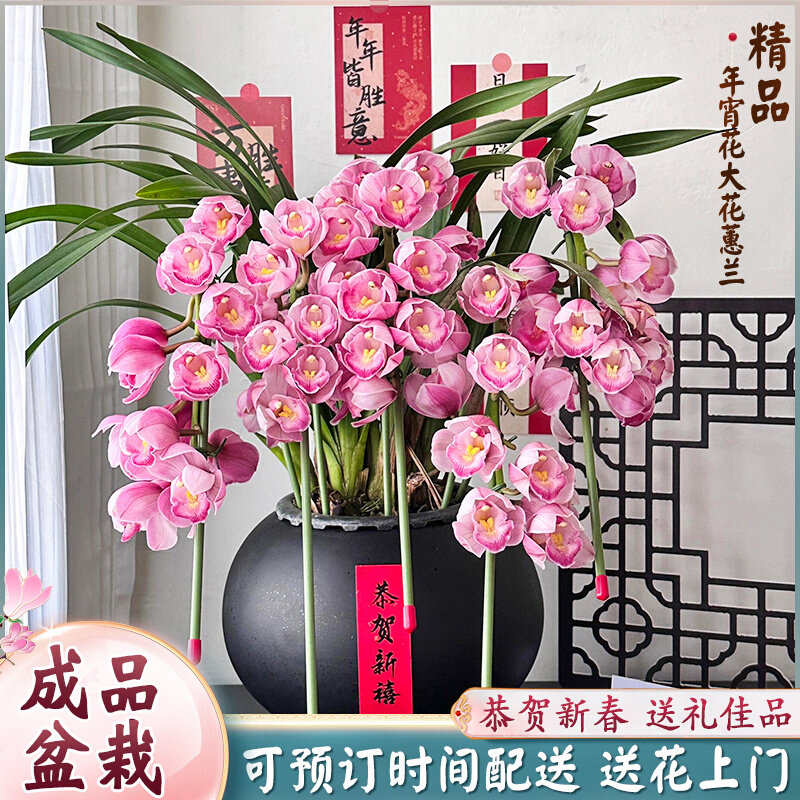 大花蕙兰蝴蝶兰盆栽带真鲜花速递年宵花开业乔迁北京上海同城配送