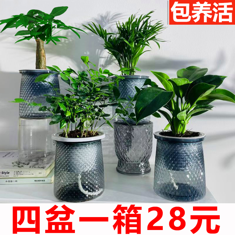 【四盆28元】办公室绿植桌面小盆栽植物室内花卉发财树九里香金钻