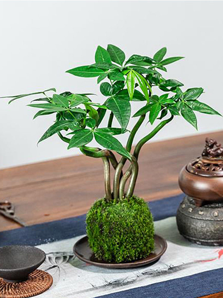 榆树苔玉水培胧月金钱菖蒲盆栽植物室内花茶几桌面四季好养小盆景