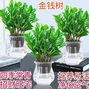 【金钱树水培】盆栽植物室内办公室净化空气招财旺宅摆放花