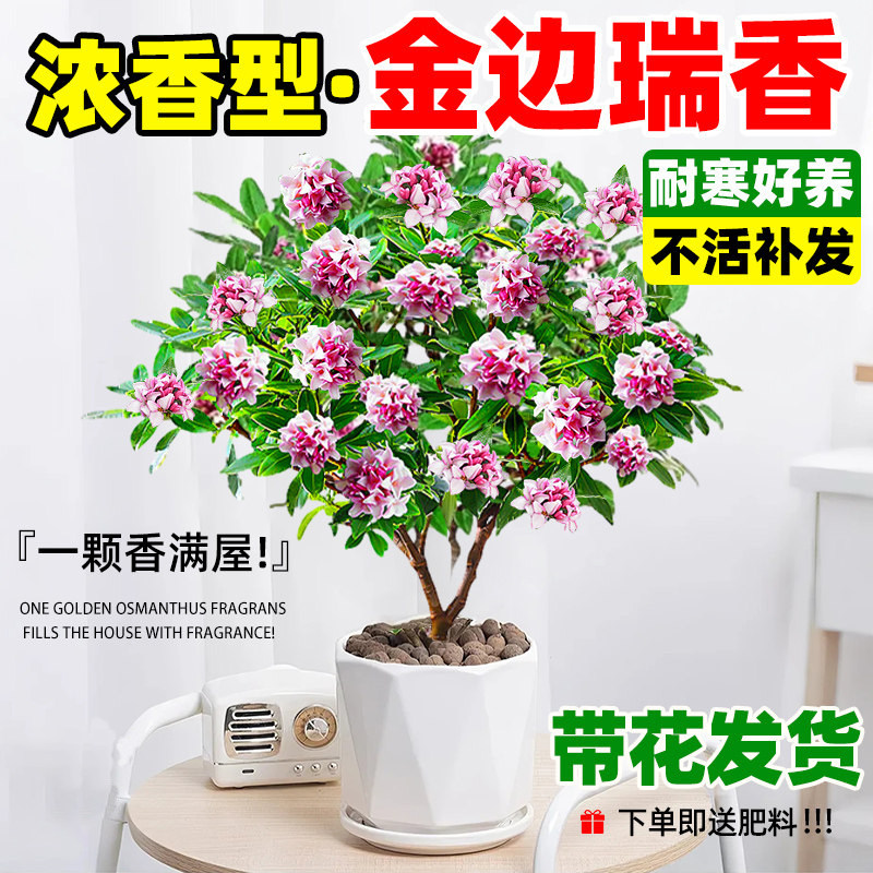 金边瑞香盆栽浓香型带花苞大苗四季耐寒植物老桩盆景客厅室内花卉