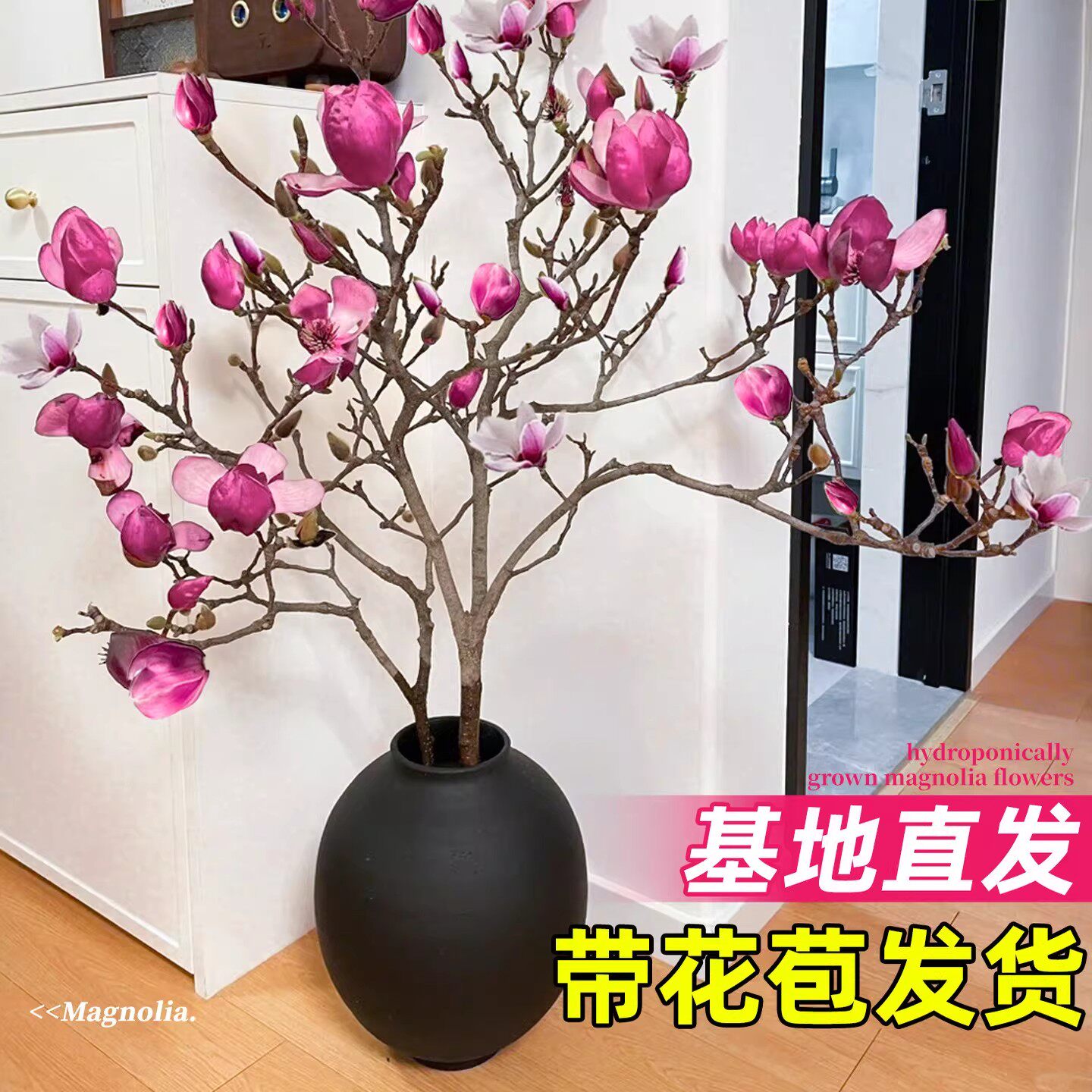 玉兰花水培植物室内好养鲜切干枝带花苞紫玉兰桌面鲜花卉盆栽绿植