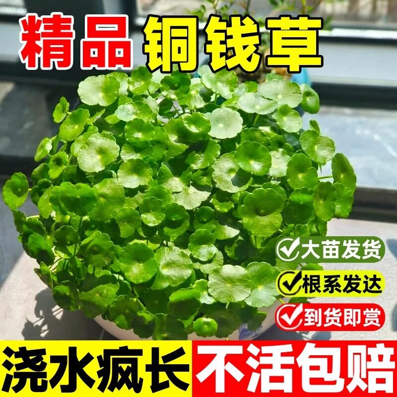 铜钱草盆栽水培植物老桩室内外水养大叶金钱草根芽好养易养活绿植