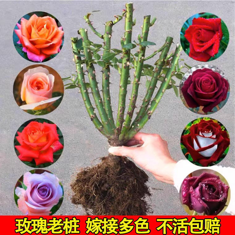 玫瑰花苗老桩绿植物盆栽月季蔷薇老根室内外阳台庭院特大花卉四季