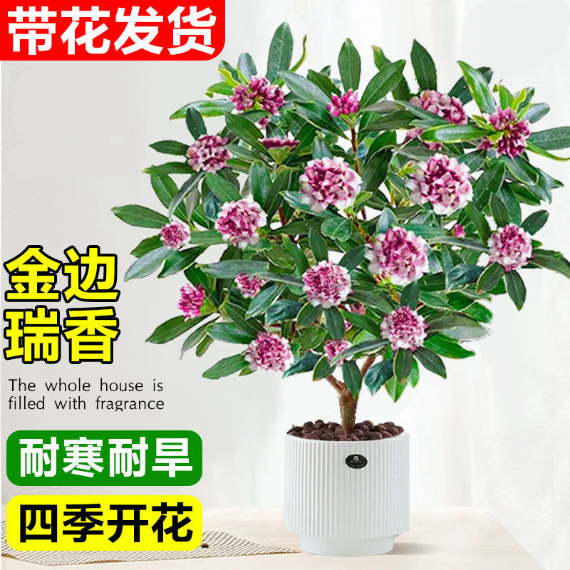 金边瑞香盆栽浓香型四季耐寒植物老桩盆景客厅室内花卉带花苞大苗