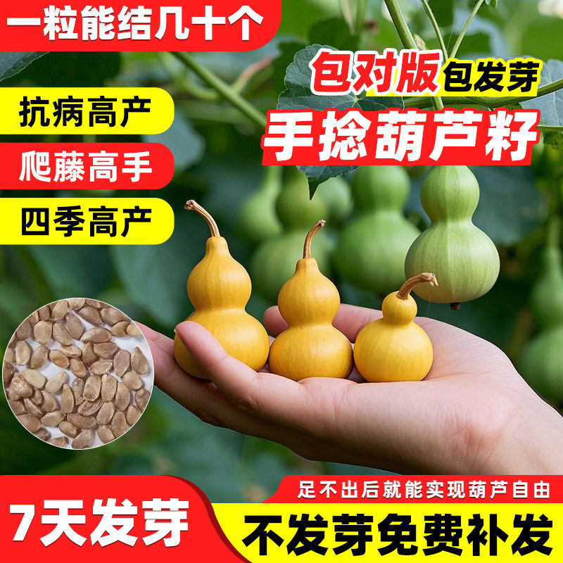 葫芦种子巨型特大阳台庭院爬藤观赏植物四季种植文玩手捻种子大全